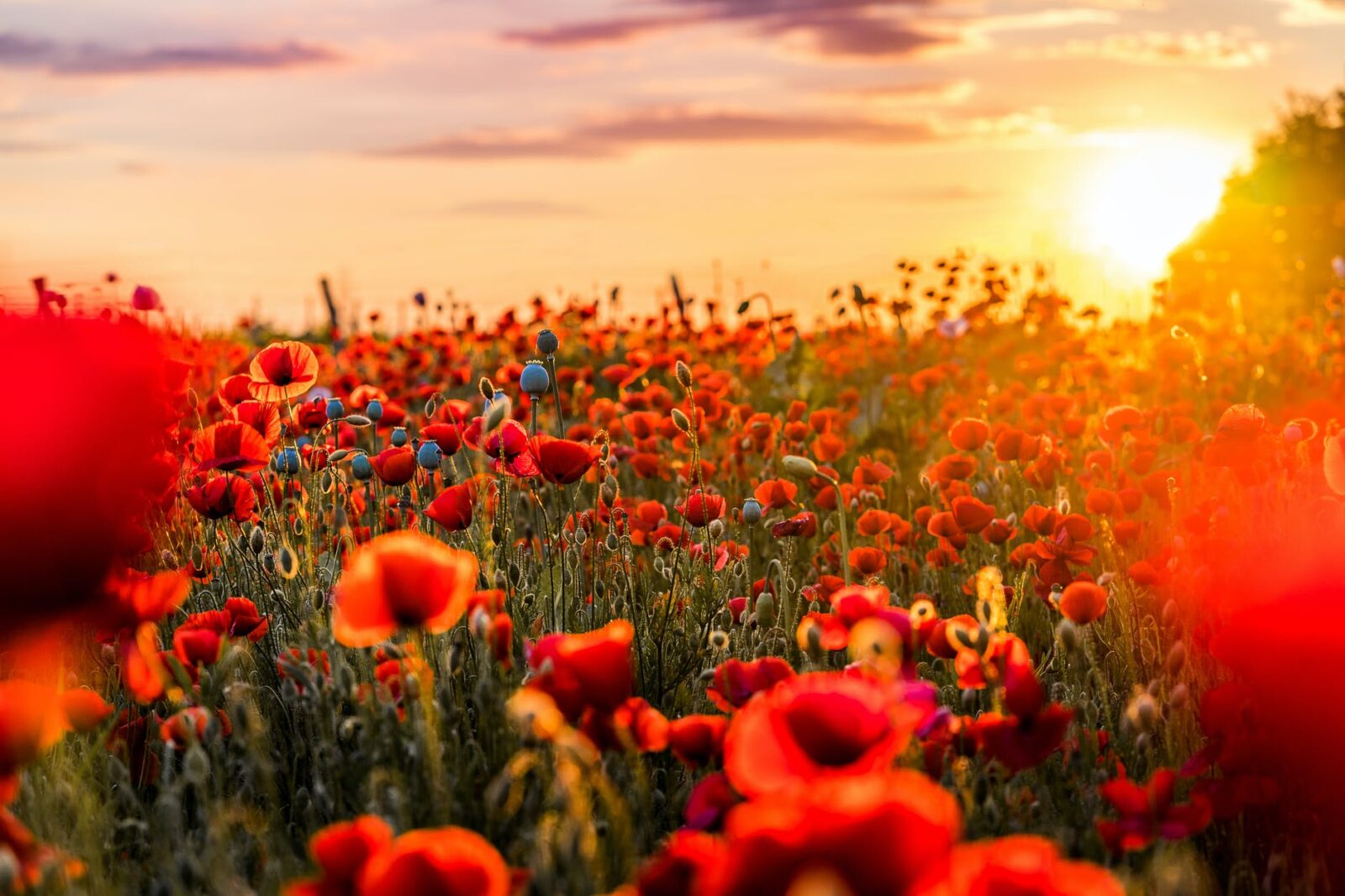 red flowers in bloom