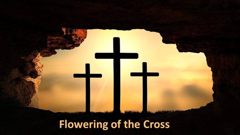 Flowering of the Cross – April 31, 2024